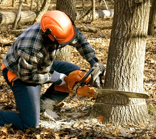 Tree Removal in Seminary, MS